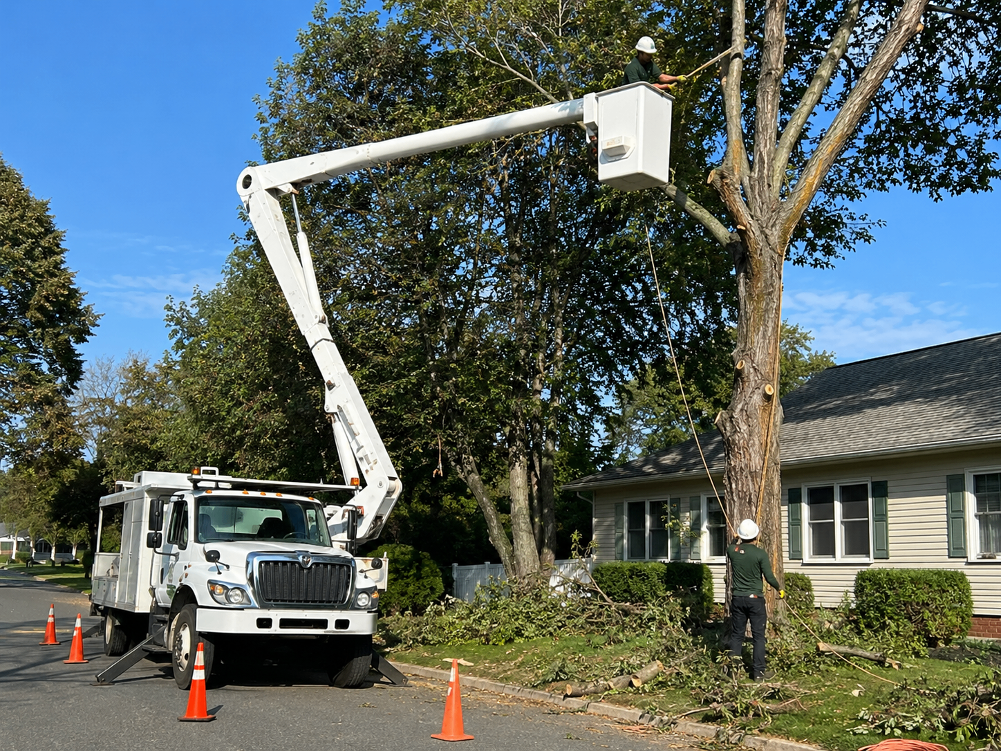 Tree Trimming