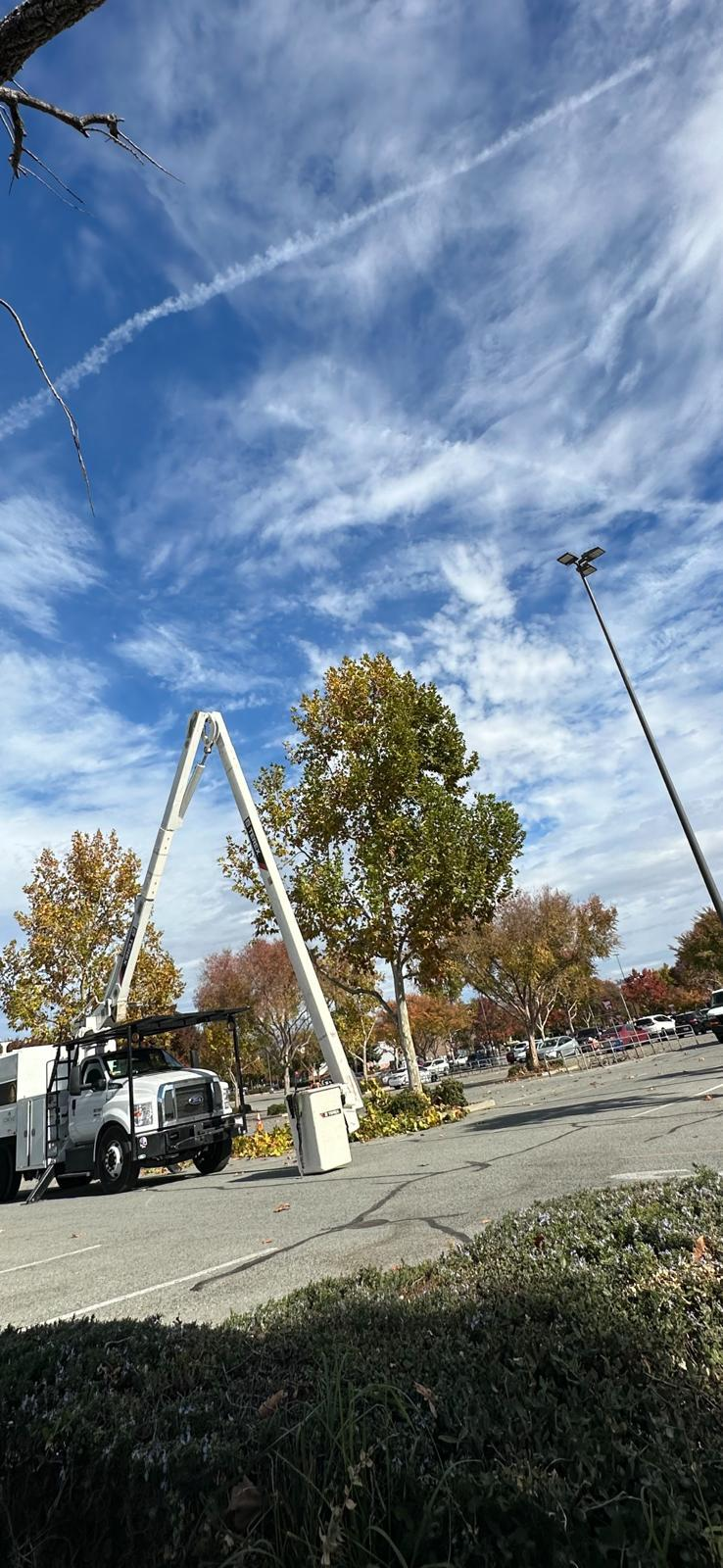 Bucket truck set up for high tree work in a parking lot