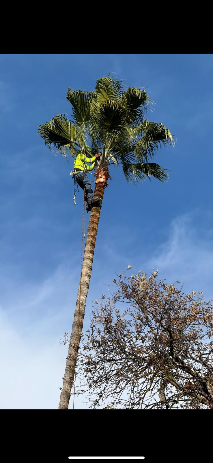 Palm Cleaning